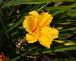 de cerca ver de un amarillo día lirio en el espalda jardín foto