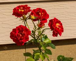 yet another bloom to open on the Ketchup and Mustard rose bush photo