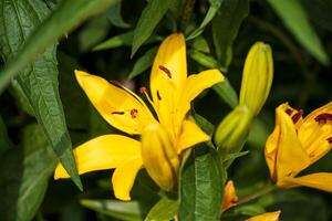 close up of an open yellow lily bloom and several yet to open photo