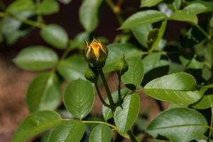 cerca arriba de un soltero amarillo Rosa brote en el Rosa jardín foto