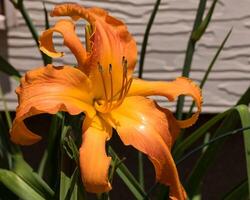 Primal Scream orange day lily in the lily garden photo