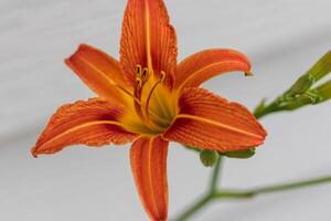 a morning view of a orange daylily in the south garden photo