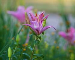 a newly opened pink lily in the front garden in the morning light photo