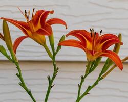 a morning view of a orange daylilies in the south garden photo