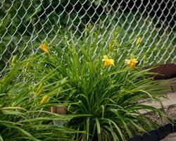 un día lirio planta con múltiple amarillo floraciones presente foto