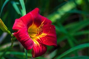 first red yellow day lily to appear this season photo