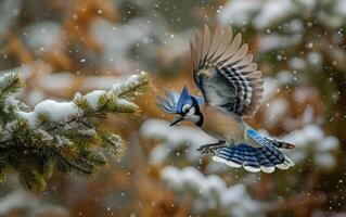 ai generado un azul arrendajo lanza desde un escarchado pino árbol foto