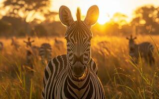 AI generated Zebra Silhouetted in Golden Hour Light photo