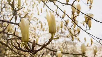 Beautiful blooming magnolia garden in the park photo