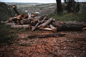 A pile of chopped logs and firewood in a forest over mountains background. Still life. Lumber and timber industry. photo