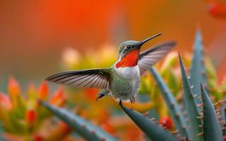 AI generated Vivid Ruby Throated Hummingbird Floating Above Aloe Vegetation photo