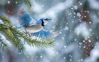 AI generated Blue Jay with Wings Aflutter Prepares to Perch on a Snow Clad Pine photo