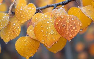 AI generated Macro Shot of Birch Leaves Turning to Autumn Shades photo