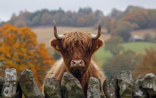 AI generated An Elegant Highland Cow with Lustrous Locks Watches Attentively photo