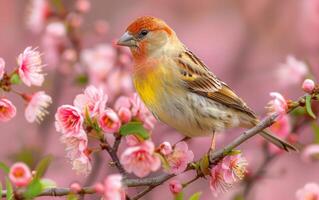 AI generated A finch lightly perches on a branch, decorated with pink blossoms of the spring photo