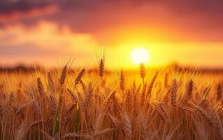 AI generated Realistic Photograph of Wheat Silhouettes Against a Vivid Orange Sunset photo