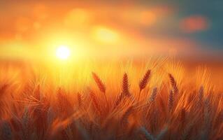 AI generated Authentic Image Showcasing Wheat Stalk Silhouettes and a Luminous Orange Sunset photo