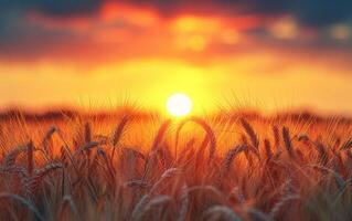 AI generated Picture of Wheat Silhouettes Before an Intense Orange Sunset Backdrop photo