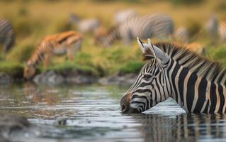 AI generated Close up of a young zebra quenching its thirst in a tranquil pond photo