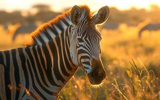 AI generated In the golden savanna grasslands, a zebra comes into view photo