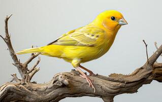 AI generated A lively, rich yellow bird poised beautifully on a twig photo