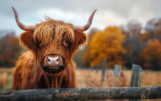 AI generated An Imposing Highland Bovine with Smooth Hair Observes Inquisitively photo