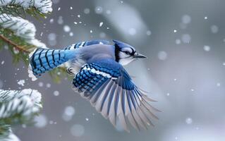 ai generado un nieve espolvoreado pino espera el aterrizaje de un azul arrendajo con untado alas foto