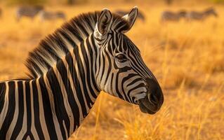 AI generated Amidst the golden savanna grasses, a zebra reveals itself photo