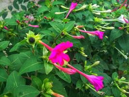 Mirabilis jalapa - Closeup of the peruvian flower, Mirabilis jalapa, blooming. photo