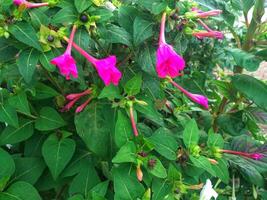 Mirabilis jalapa - Closeup of the peruvian flower, Mirabilis jalapa, blooming. photo