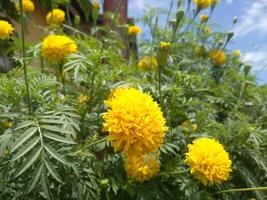 cerca arriba de hermosa maravilla flor o tagetes erecto, mexicano, azteca o africano maravilla, en el jardín foto