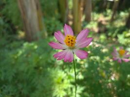 Cosmos caudatus kunth flower, edible as vegetable or just eaten on raw condition as salad. With local name Kenikir or ulam raja in Indonesia contained a variety of bioactive compounds photo