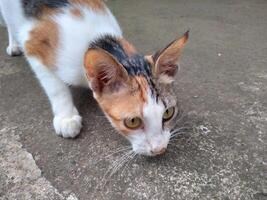 cute cat looking the target photo