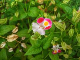 pink torenia flowers blooming in a Japanese autumn garden. photo