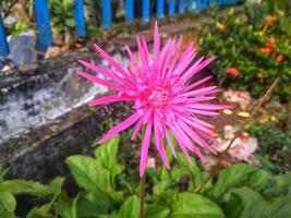 Chrysanthemum morifolium green stems and leaves while the flowers are pink with an elongated shape, this plant is in great demand because it is easy to grow photo