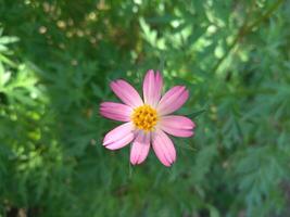 Cosmos caudatus kunth flower, edible as vegetable or just eaten on raw condition as salad. With local name Kenikir or ulam raja in Indonesia contained a variety of bioactive compounds photo