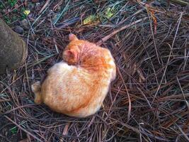 Happy sleeping cat under the shadow of a bush in the garden. photo