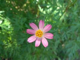 cosmos caudatus kunth flor, comestible como vegetal o sólo comido en crudo condición como ensalada. con local nombre kenikir o ulam raja en Indonesia contenido un variedad de bioactivo compuestos foto