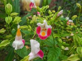 pink torenia flowers blooming in a Japanese autumn garden. photo