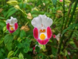 pink torenia flowers blooming in a Japanese autumn garden. photo