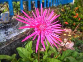 crisantemo morifolio verde tallos y hojas mientras el flores son rosado con un alargado forma, esta planta es en genial demanda porque eso es fácil a crecer foto