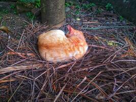 Happy sleeping cat under the shadow of a bush in the garden. photo