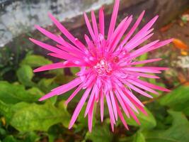 Chrysanthemum morifolium green stems and leaves while the flowers are pink with an elongated shape, this plant is in great demand because it is easy to grow photo