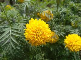 cerca arriba de hermosa maravilla flor o tagetes erecto, mexicano, azteca o africano maravilla, en el jardín foto