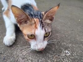 cute cat looking the target photo