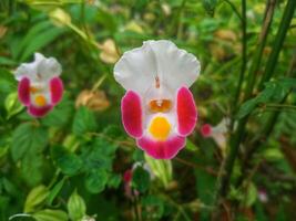 pink torenia flowers blooming in a Japanese autumn garden. photo