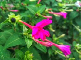 Mirabilis jalapa - Closeup of the peruvian flower, Mirabilis jalapa, blooming. photo