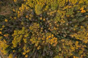 Aerial view of a mountain with yellow trees in autumn. photo