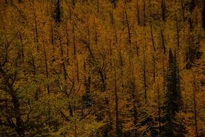 Trees with yellow leaves in autumn. photo