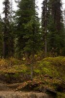 Fir growing between rocks. photo